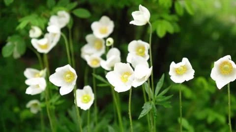 First spring white anemone flowers in forest after rain. selective focus closeup Stock Footage 233951097