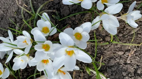First spring white crocus flowers blooming outdoor, closeup shot Stock Footage 236687457