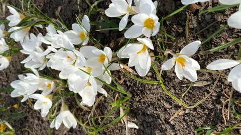 First spring white crocus flowers blooming outdoor, vertical shot closeup Stock Footage 236688404