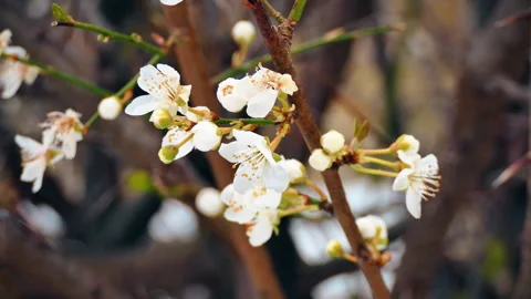 The first spring white flowers on a branch. Stock Footage 86815971
