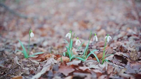 First spring white flowers. snowdrop group blooming at forest. Stock Footage 192019875