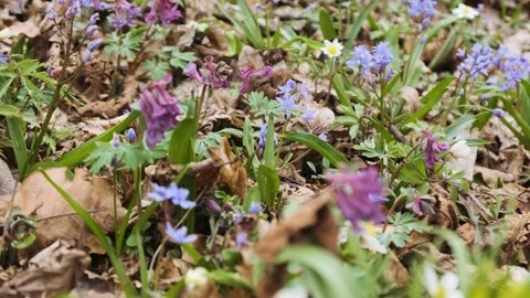 The first spring wild flowers in the forest. Early spring blooming flowers Stock Footage 173763417