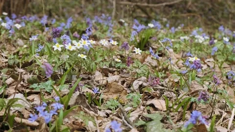 The first spring wild flowers in the forest. Early spring blooming flowers Stock-Footage 173763797