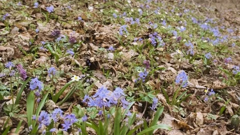 The first spring wild flowers in the forest. Early spring blooming flowers Stock Footage 173763798