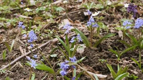 The first spring wild flowers in the forest. Early spring blooming flowers Stock Footage 174206401