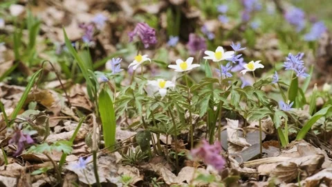 The first spring wild flowers in the forest. Early spring blooming flowers Stock-Footage 174206763