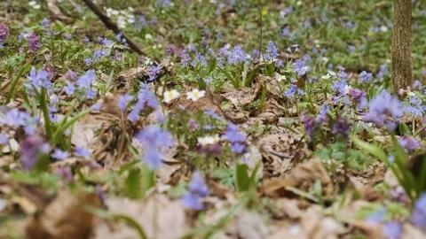 The first spring wild flowers in the forest. Early spring blooming flowers Stock-Footage 174207569