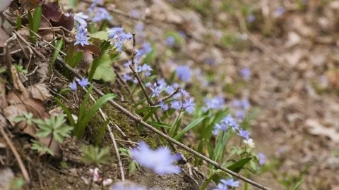 The first spring wild flowers in the forest. Early spring blooming flowers Stock Footage 174212564