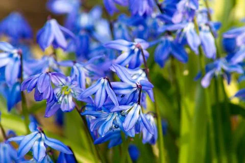 First spring wild flowers Foto stock