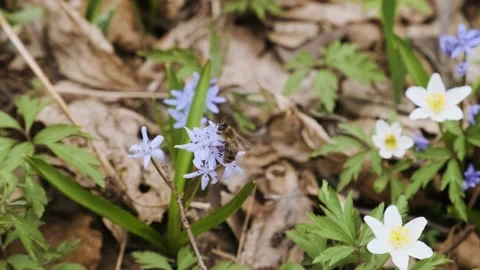 The first spring wild flowers polinated by honey bees in the forest Video stock 174216384