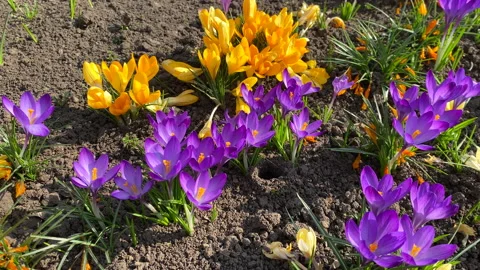 First spring yellow and violet crocus flowers blooming outdoor, closeup shot Stock Footage 236689196