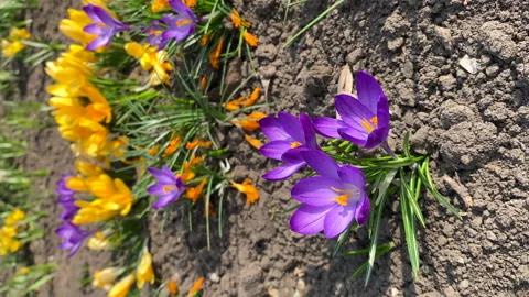 First spring yellow and violet crocus flowers blooming outdoor, vertical shot Stock Footage 236690025