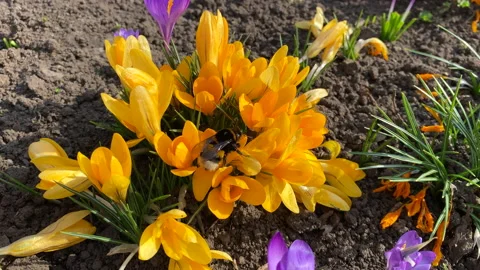 First spring yellow and violet crocus flowers blooming outdoor and wild bee Stock Footage 236690414