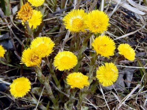 The first spring yellow flowers close-up Foto stock