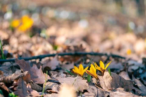 First spring yellow flowers, crocus, saffron in forest Stock Photos