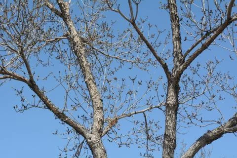 First springtime leaf buds on trees Stock Photos