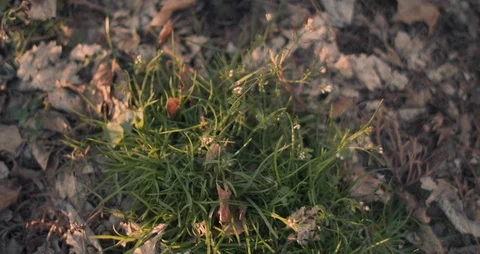 First Springtime Plant Grows from Forest Floor Video stock 126924796