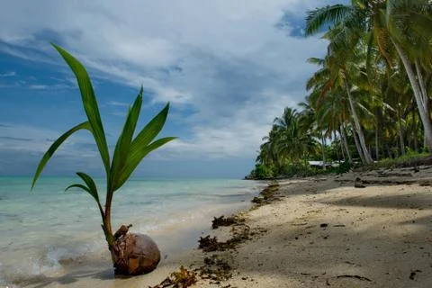 The first sprouts of coconut palm Stock Photos