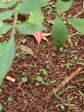 First sprouts in the soil Stock Photos