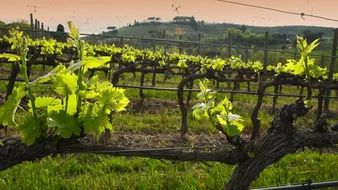 First sprouts of the vine plant in a vineyard in the Chianti region at sunset Stock Footage 106873459
