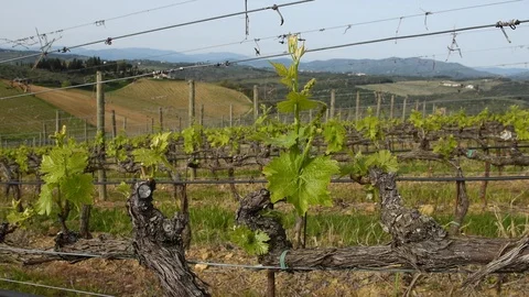 First sprouts of the vine plant in a vineyard in the Chianti region. Stock Footage 107925614