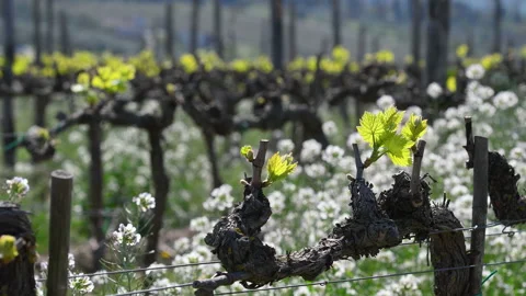 First sprouts of the vine plant in a vineyard in the Chianti region Stock Footage 181564812