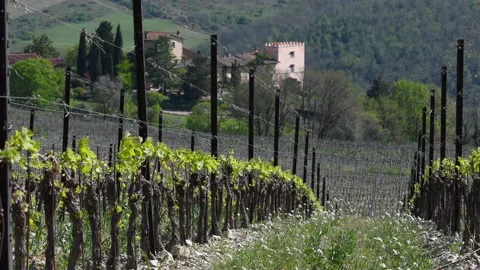 First sprouts of the vine plants in the vineyards near Pontassieve Stock Footage 181563449