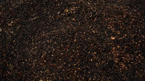 First stage of drying fruit coffee texture Stock Photos