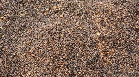 First stage of drying fruit coffee backround Foto stock