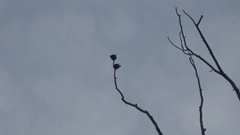 The first starlings 動画素材 104292866