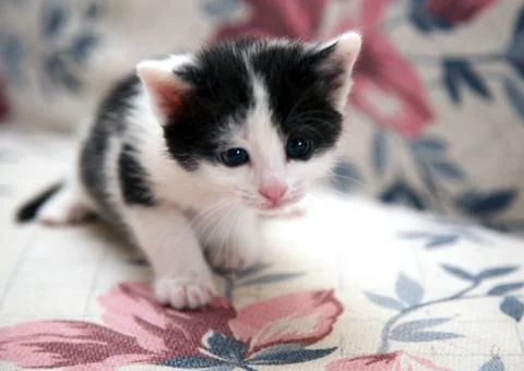 First step little kitten Stock-Fotos