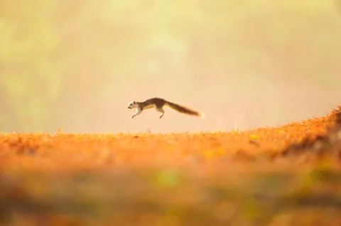 First step of a little Variable squirrel on the golden grassland in spring se 스톡 사진
