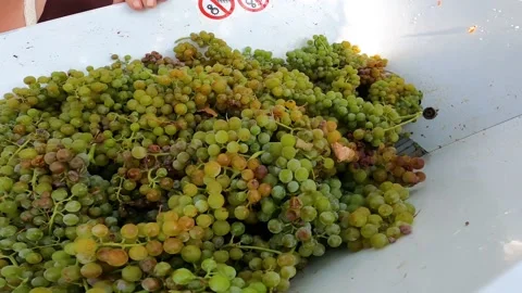 The First Step of Winemaking: Crushing Grapes Stock Footage 163179843