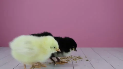First Steps: Four Fluffy Chicks on a Pastel Adventure Stock Footage 271164262