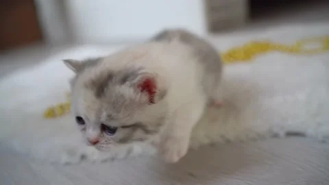 First steps of kitten of Scottish fold Stock Footage 151653875