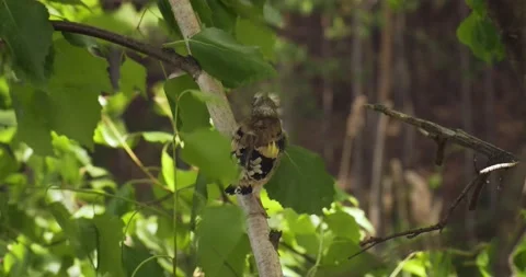 First steps out of the nest Stock Footage 132893909