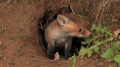 First steps of a red fox puppy out of the den - wildlife - HD stock video Stock Footage 83938415