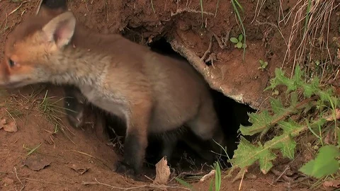 First steps of a red fox puppy out of the den - wildlife - HD stock video Stock Footage 83938417