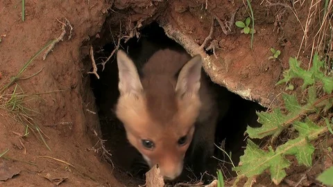 First steps of a red fox puppy out of the den - wildlife - HD stock video Stock Footage 83938421