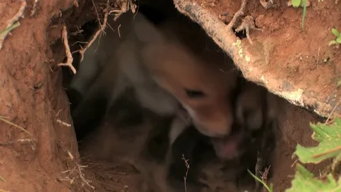 First steps of a red fox puppy out of the den - wildlife - HD stock video Stock Footage 83938422