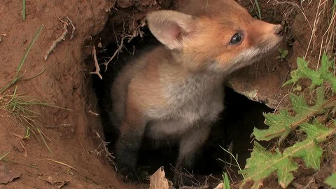 First steps of a red fox puppy out of the den - wildlife - HD stock video Stock Footage 83938424