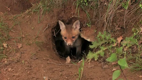 First steps of a red fox puppy out of the den - wildlife - HD stock video Stock Footage 83938435