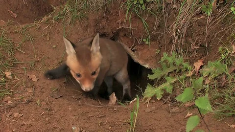 First steps of a red fox puppy out of the den - wildlife - HD stock video Stock Footage 83938438