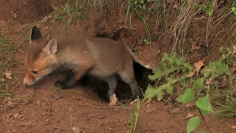 First steps of a red fox puppy out of the den - wildlife - HD stock video Stock Footage 83938441