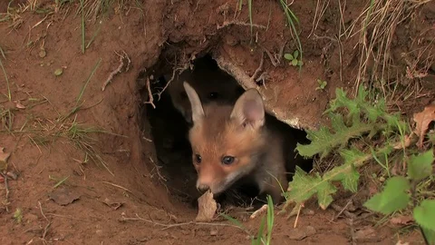 First steps of a red fox puppy out of the den - wildlife - HD stock video Stock Footage 83938442