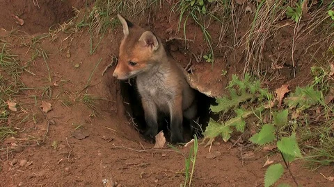 First steps of a red fox puppy out of the den - wildlife - HD stock video Stock Footage 83938445