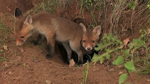 First steps of a red fox puppy out of the den - wildlife - HD stock video Stock Footage 83938455