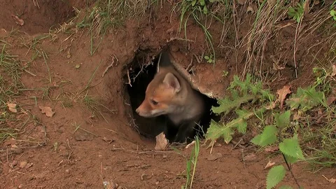 First steps of a red fox puppy out of the den - wildlife - HD stock video Stock Footage 83938458