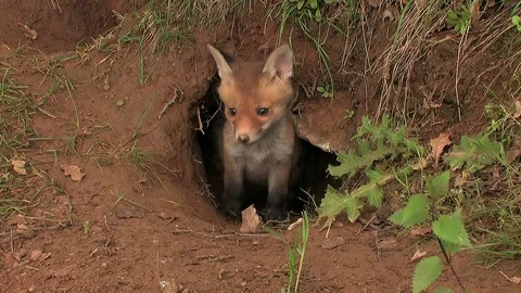 First steps of a red fox puppy out of the den - wildlife - HD stock video Stock Footage 83938461