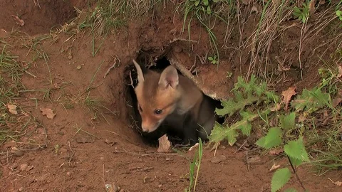 First steps of a red fox puppy out of the den - wildlife - HD stock video Stock Footage 83938462